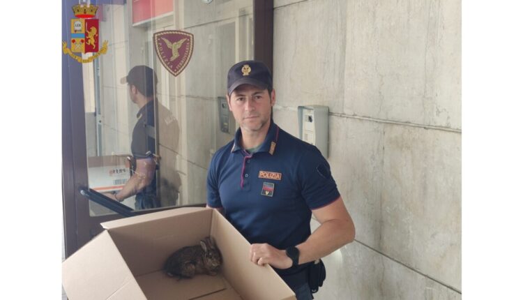 Vercelli, salvato ieri piccolo leprotto trovato ferito sui binari