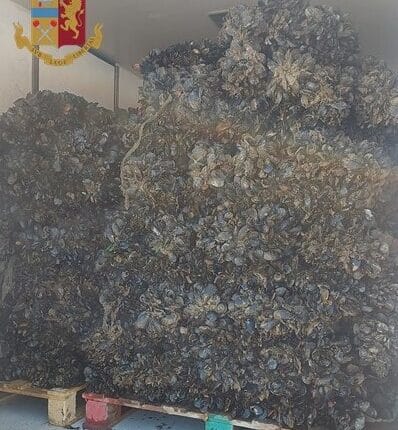 Taranto, controlli nelle pescherie: 500kg di cozze requisiti