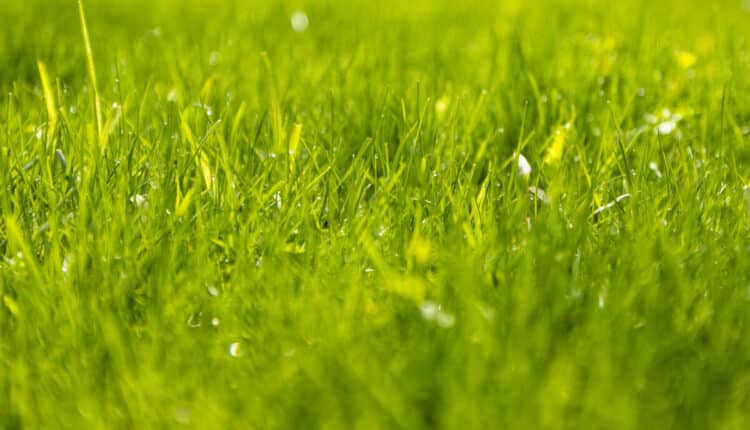 Modena, via all'estate diffusa in giardini, parchi e cortili