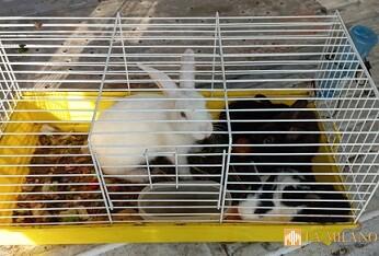 Catania, recuperati animali abbandonati al mercatino pulci