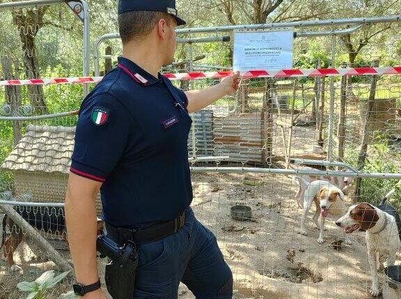 Caserta, struttura per cani abusiva a Sessa Aurunca: deferito il proprietario