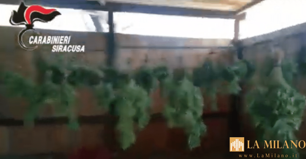 Siracusa, nasconde 731 piante di marijuana nel suo ovile