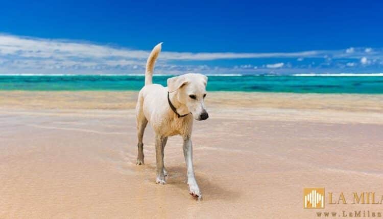 canespiaggia-evidenza