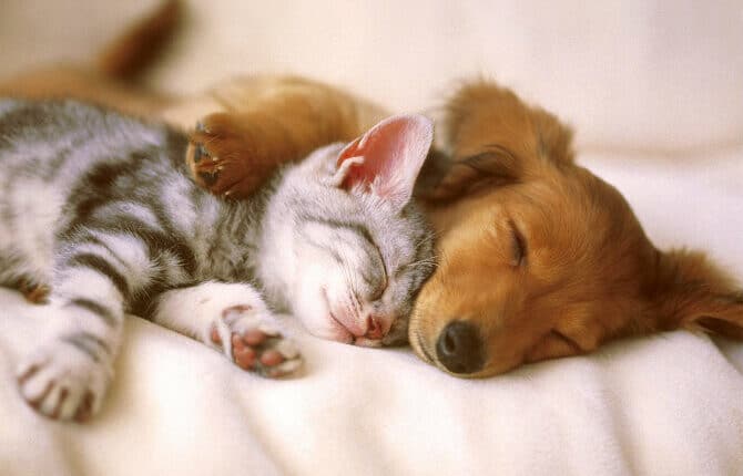 clinica veterinaria san maurizio