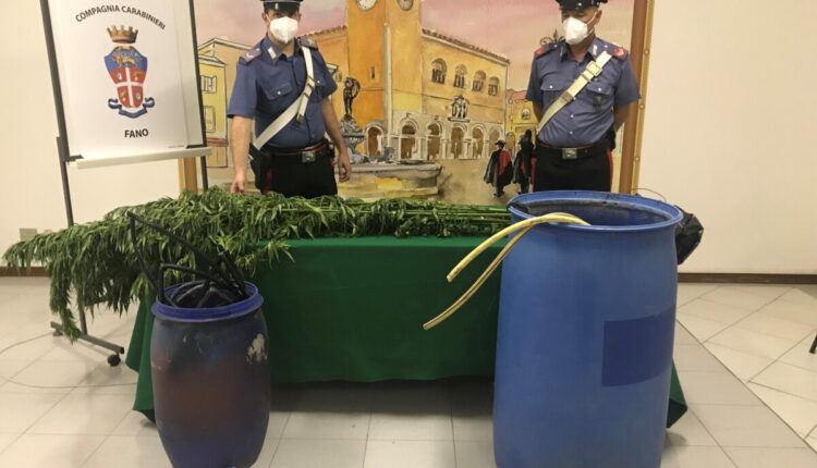 Fano, scoperta piantagione di cannabis a Urbania