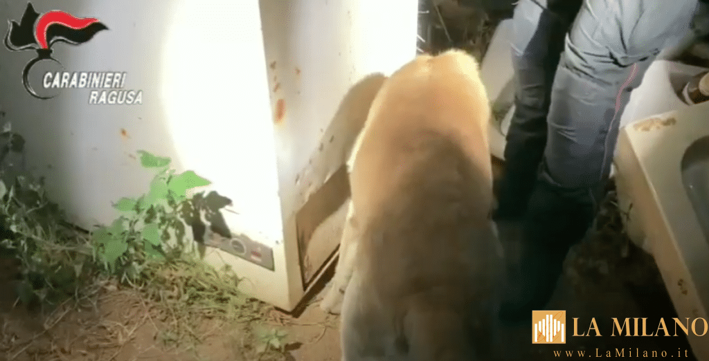 Scicli, fermato un pusher con 2 kg di marijuana, denunciato anche il fratello