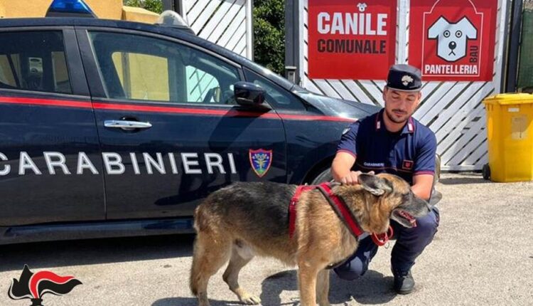 Pantelleria, i Carabinieri salvano un pastore tedesco