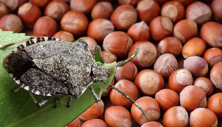 Liguria, nessuna emergenza da cimice asiatica
