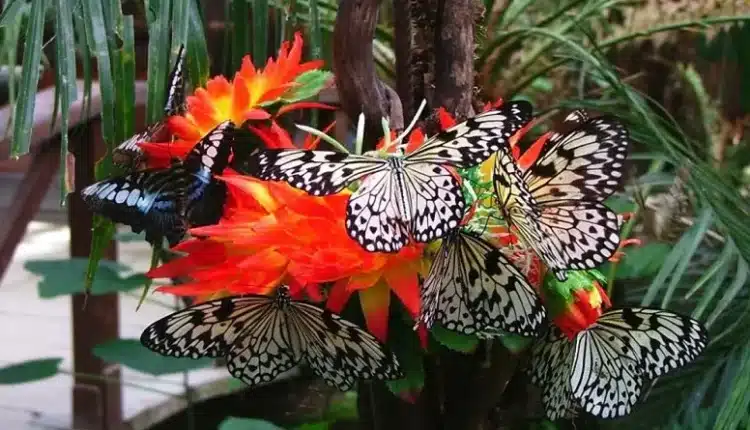 Siracusa, torna nel 2023 la "Casa delle farfalle"