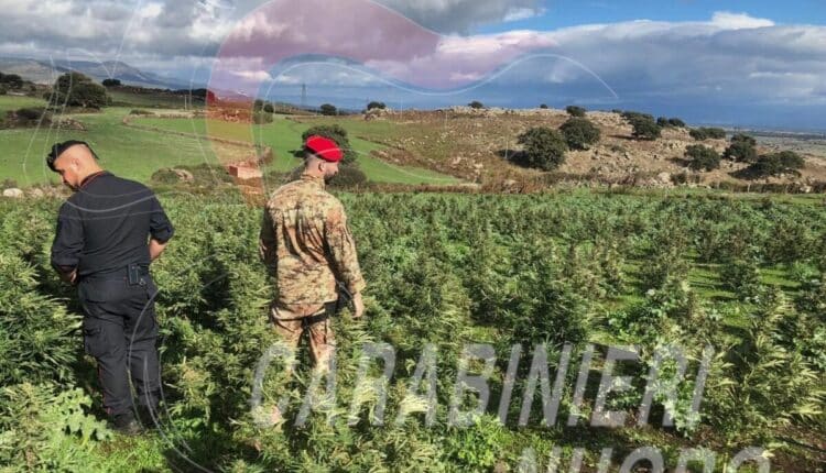 Macomer (NU), arrestato dai Carabinieri per coltivazione di sostanze stupefacenti