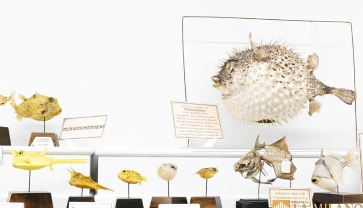 Bologna, arriva la mostra "The Floating Collection"