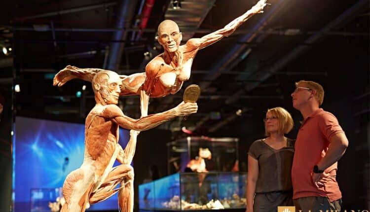 Milano, arriva in Italia la mostra Body Worlds