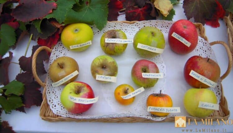 Modena, appuntamento con “La frutta (quasi) dimenticata”