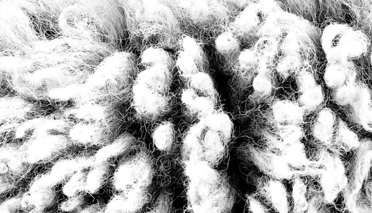 Milano, al via la quarta edizione di “Lana – dal bianco al nero”