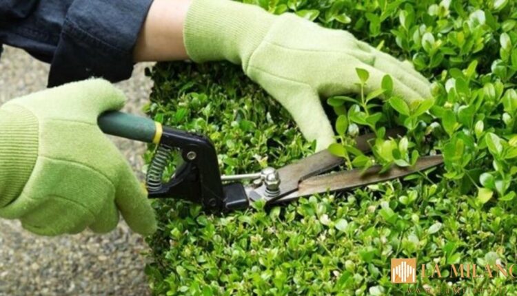Marche, la regione investe sulla figura del giardiniere d'arte