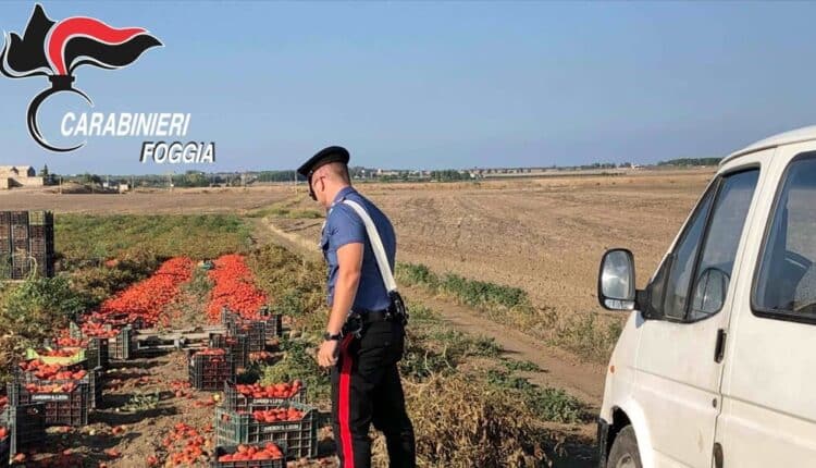 Foggia, i Carabinieri eseguono l’operazione “Job&Pay” contro il caporalato