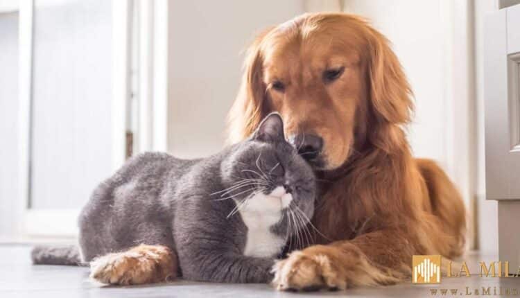 Milano, avviato il progetto per la sterilizzazione di cani e gatti anche per contrastare gli abbandoni.