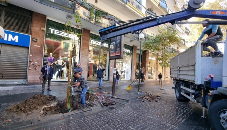 Napoli, messi a dimora nuovi platani nell’area pedonale di via Luca Giordano