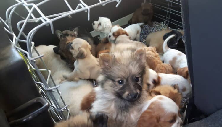 Rimini, operazione "Luxury Dog"