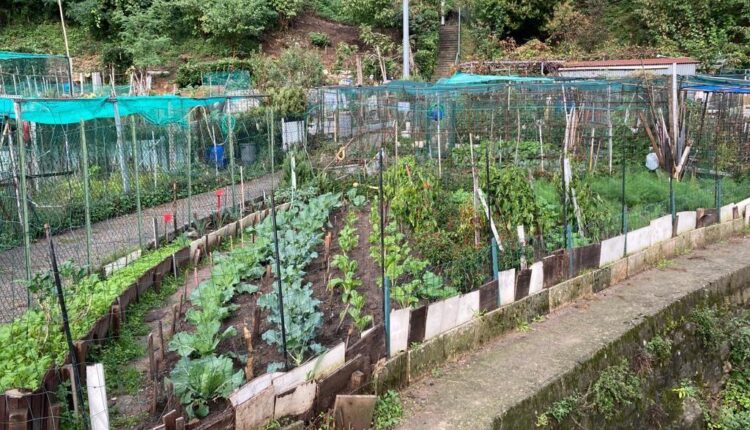 Lecco, nuovo regolamento sugli orti comunali