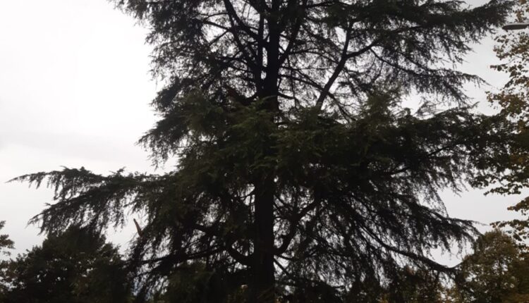 albero piazza Stazione Frosinone