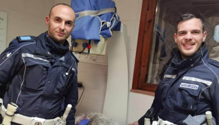 Modena, cagnolina scappa e viene investita a causa dei botti: dovrà essere operata