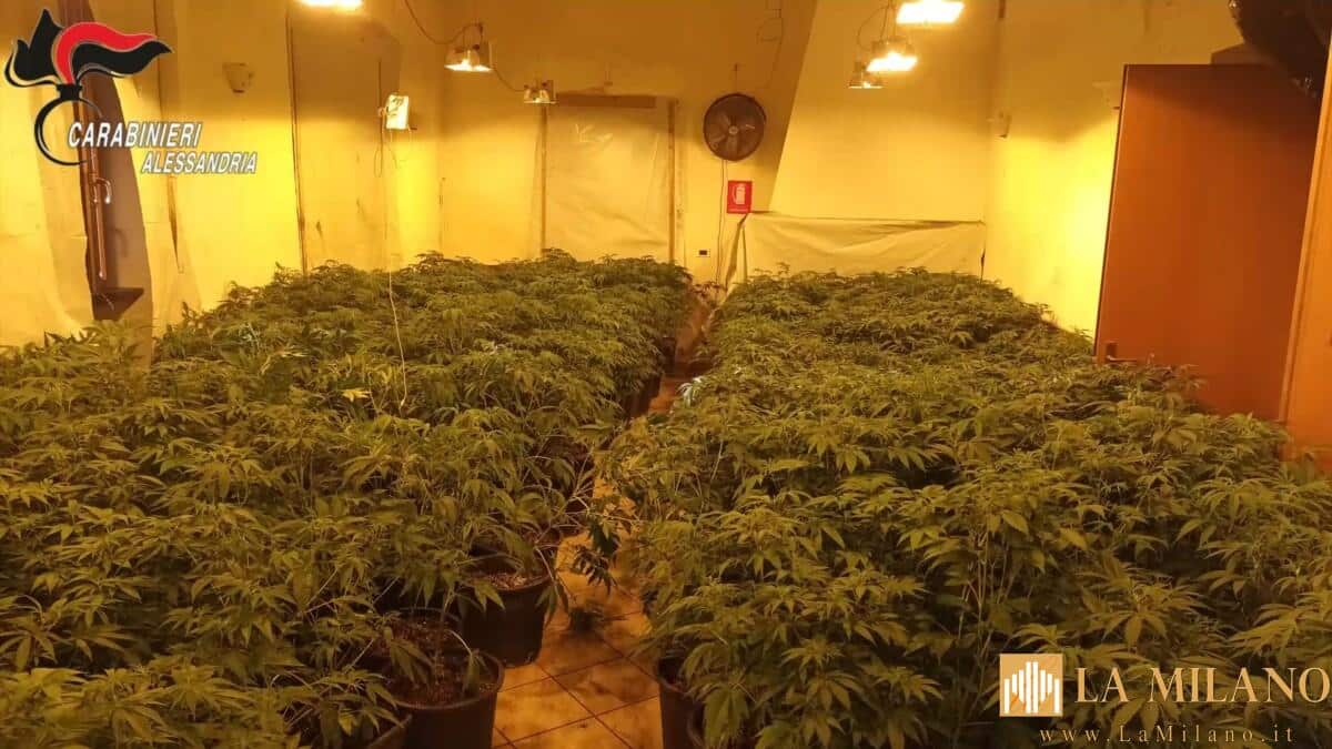Alessandria, trovato un "cantiere" per la produzione di marijuana