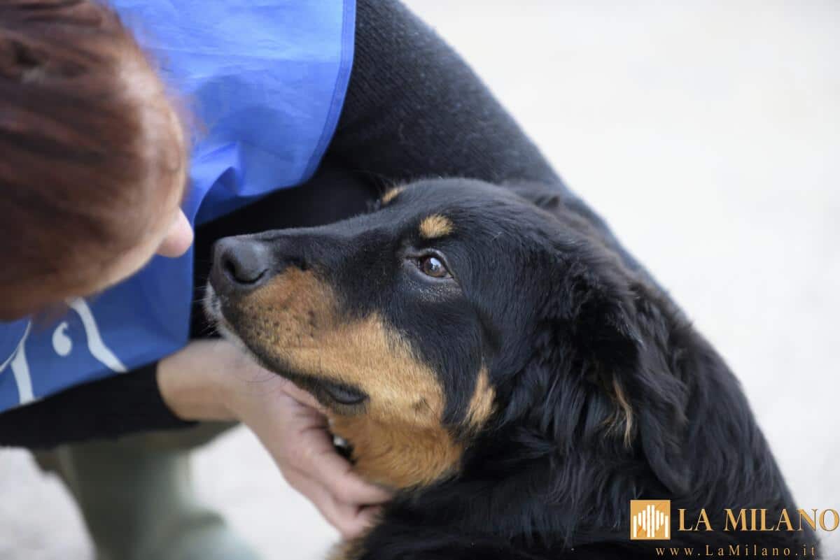 Hope, aiutiamo la cagnolina a trovare una famiglia che possa amarla e accoglierla