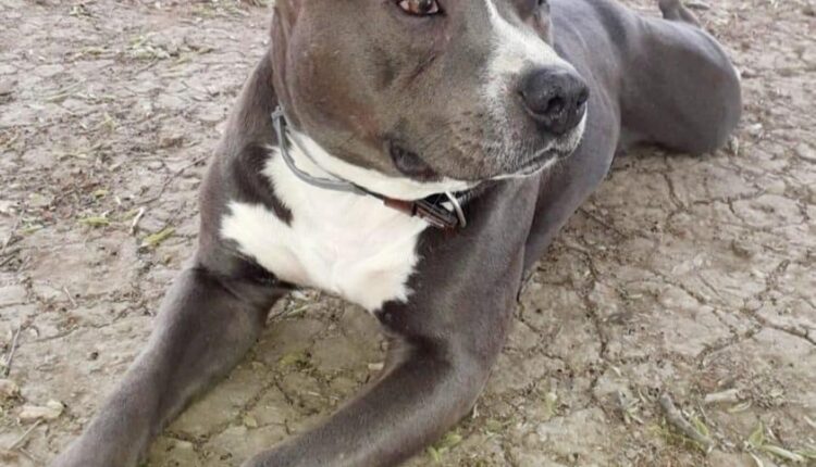 Piacenza, l’Oipa cerca casa per Jason, il cane sfrattato che torna sempre al centro commerciale.