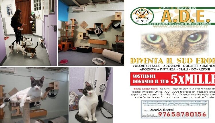 La Cat House Amici di Eddy a Brugherio