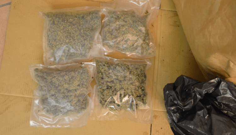 Mantova, arrestato un giovane che gestiva un laboratorio per la produzione, coltivazione e confezionamento di marijuana