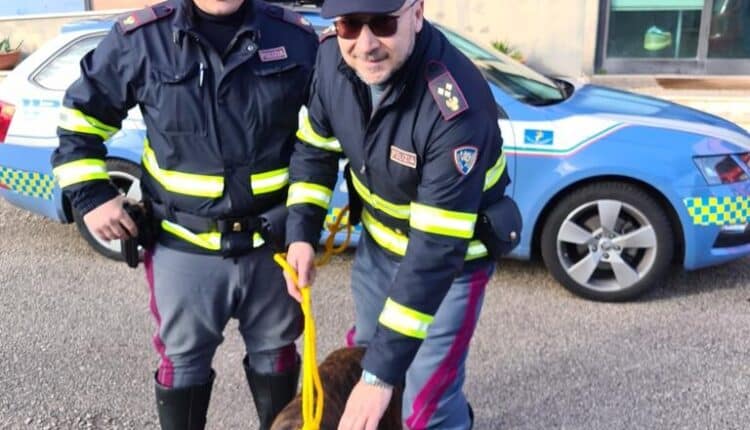 Napoli, pericolo animali in autostrada: gli agenti salvano un pitbull