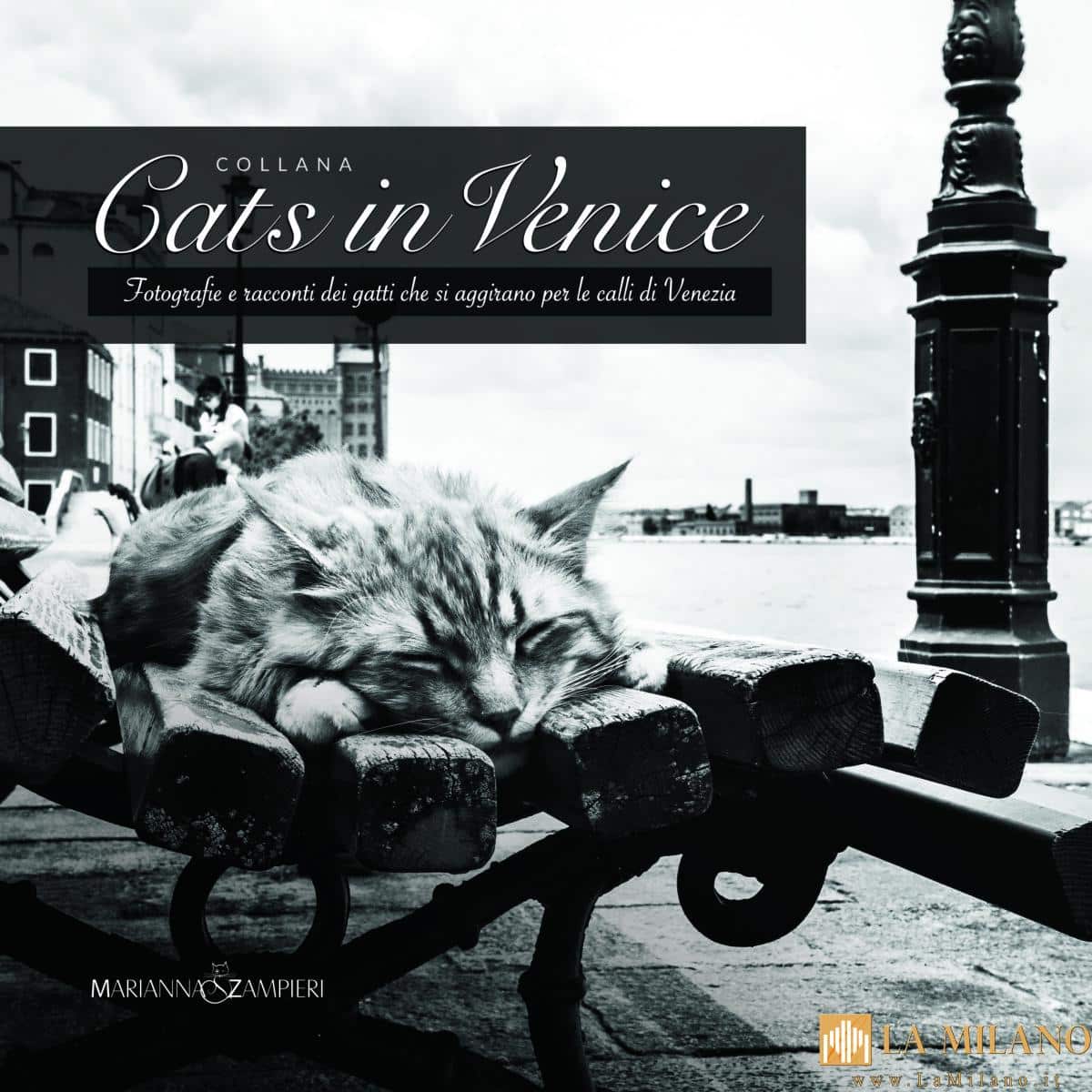 Venezia, festa del gatto: si presenta il libro di foto e racconti “Cats in Venice”.