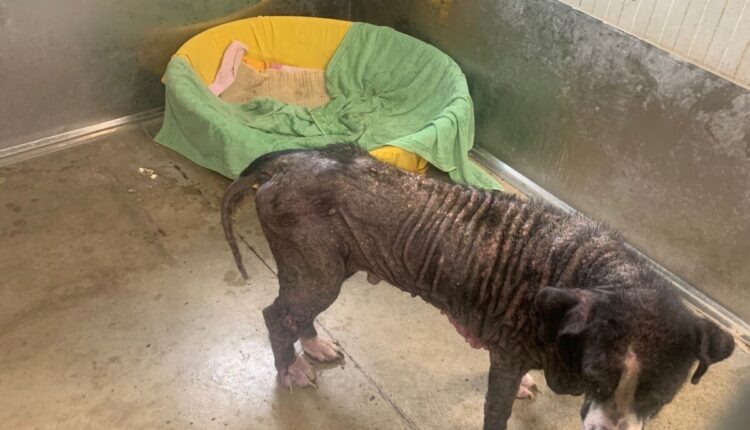 Modena, maltrattamento animali: denuncia e confisca del cane