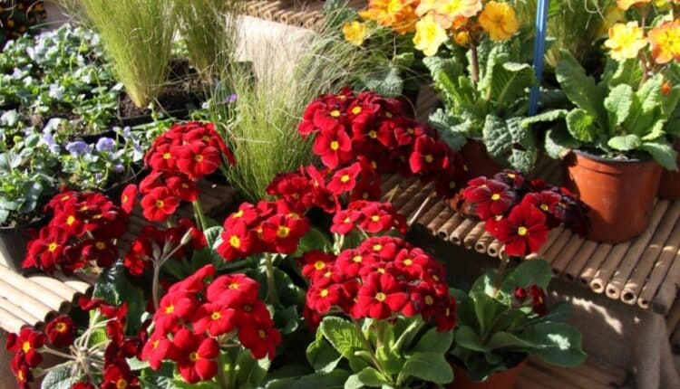 Milano: Soffio di Primavera, la mostra mercato per dare il benvenuto alla stagione dei fiori