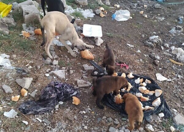 dog_turkey_yarbasi_4