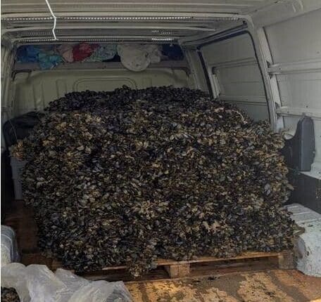 Taranto, più di 1500 kg di prodotti ittici sequestrati