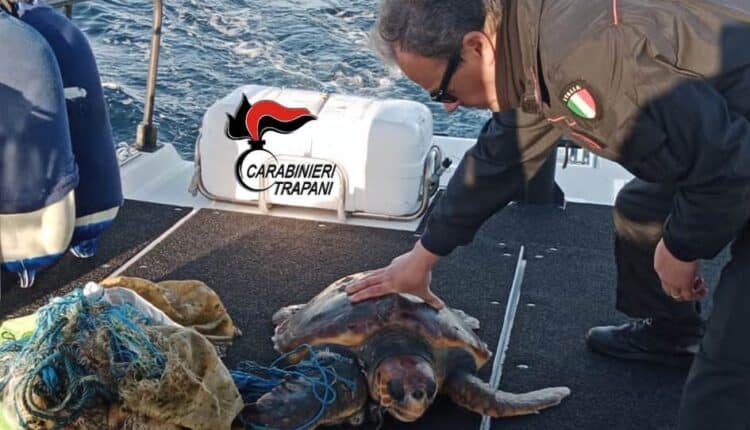 Favignana, salvata dai Carabinieri tartaruga Caretta Caretta incastrata tra reti e cime