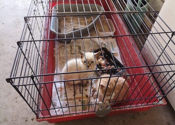 Udine, allevatori abusivi di gatti condannati per maltrattamento su denuncia dell’OIPA.