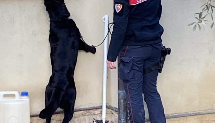 Siena, spaccio di sostanze stupefacenti: arrestate tre persone