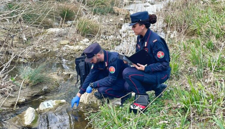 Siena, moria di pesci nel torrente Copra: intervengono i Carabinieri Forestali