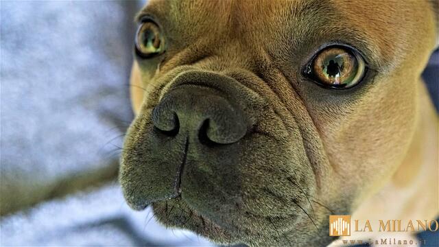 Novara: Sequestrato un allevamento abusivo di cani di razza