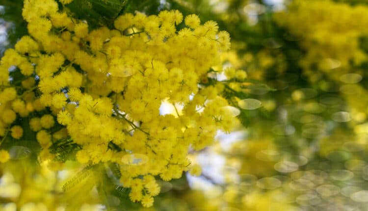 Modena: Giornata della donna con film, reading e seminario, venerdì 10 marzo