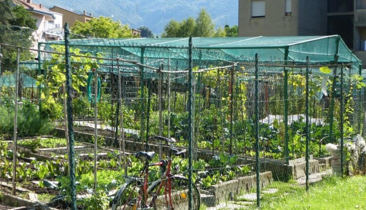 Lecco: pubblicato l'avviso per l'assegnazione di orti comunali, progetto attivato per tutti i cittadini interessati