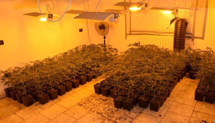 piantine Marjiuana-1800