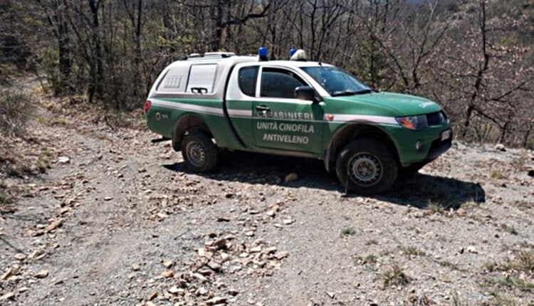 Alessandria, accertamenti da parte dei Carabinieri Forestali per la morte di quattro lupi nell’Area boschiva di Albera Ligure.