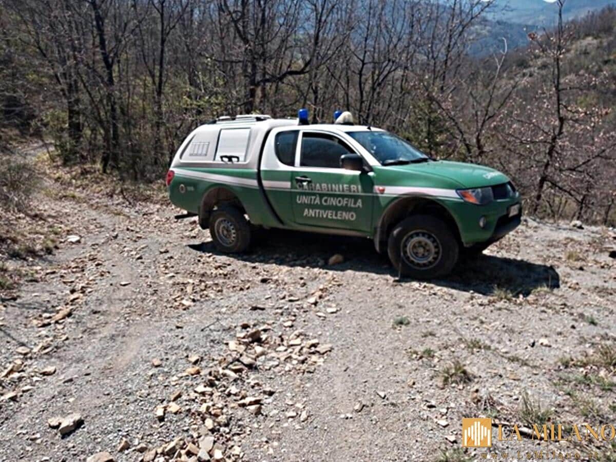 Alessandria, accertamenti da parte dei Carabinieri Forestali per la morte di quattro lupi nell’Area boschiva di Albera Ligure.