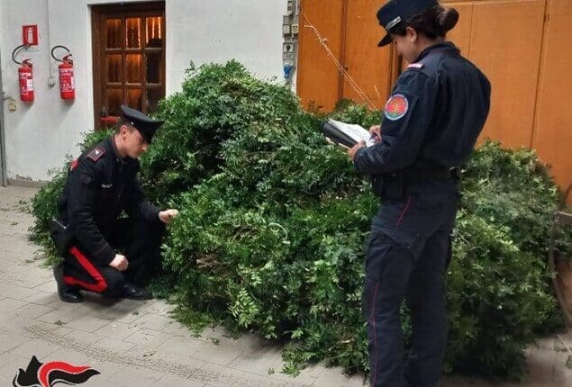 Bibbona, furto di arbusti di lentisco della riserva naturale biogenetica “Tomboli di Cecina”.