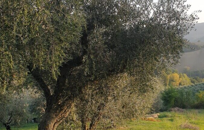 A Pesaro c’è la “Merenda nell’Oliveta”: 4 appuntamenti per gustare e conoscere l’oro verde delle colline pesaresi