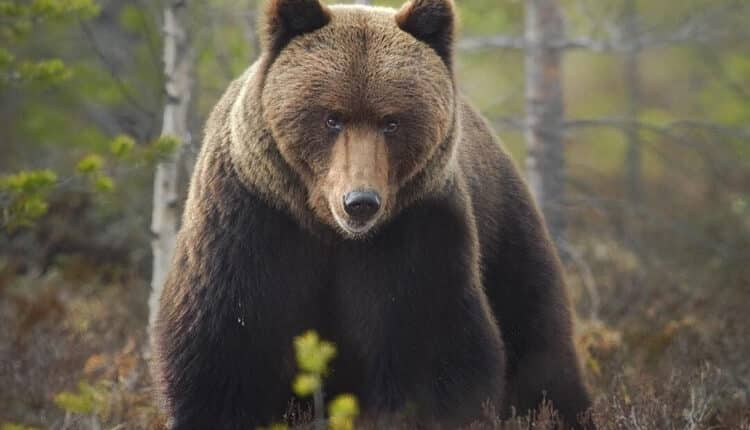 Trieste: "Passeggiando d'impara...a evitare gli orsi", appuntamento per evitare incidenti con la fauna selvatica.  